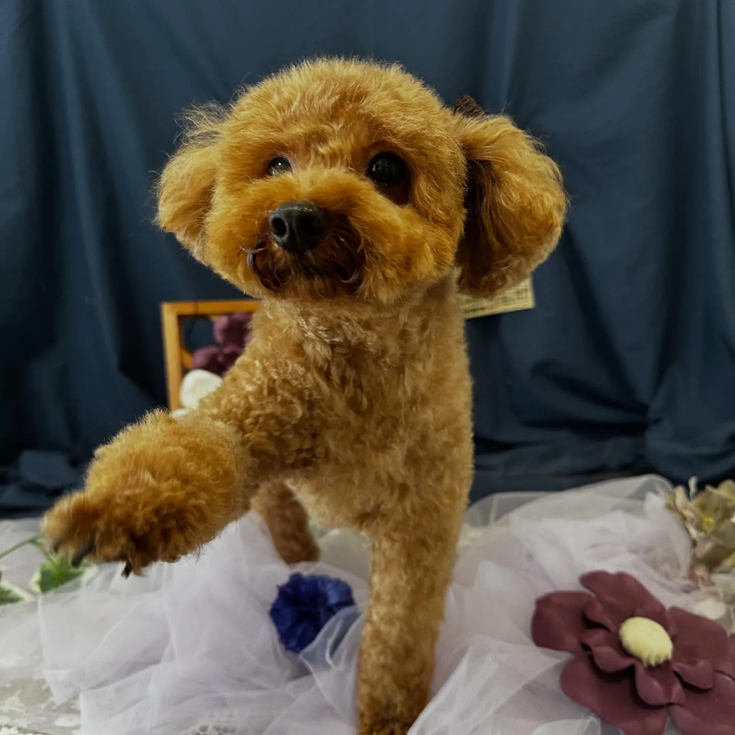 トリミングのセットメニューをご利用頂いたわんこさんたちです💖