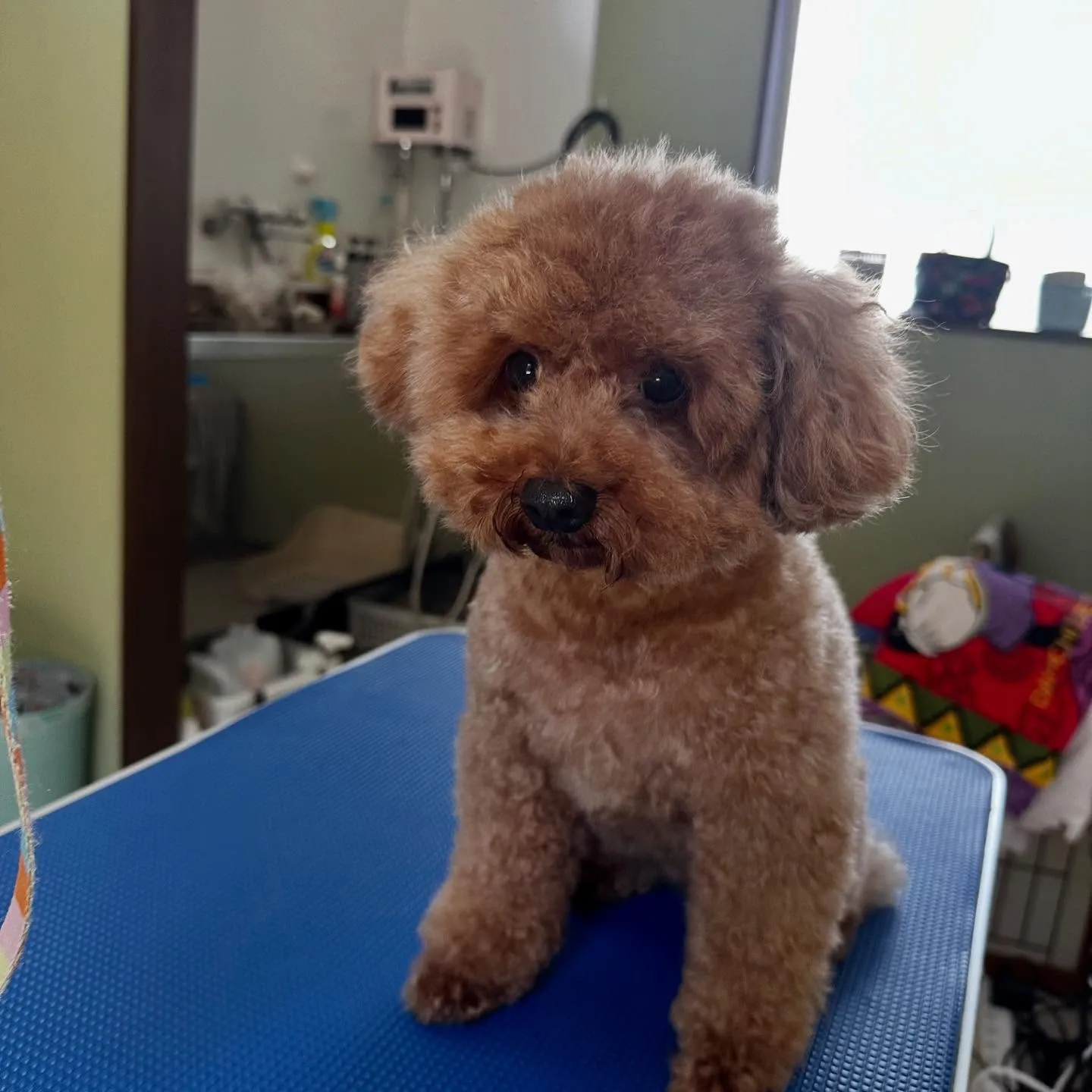 トリミングのセットメニューをご利用頂いたわんこさんたちです💖