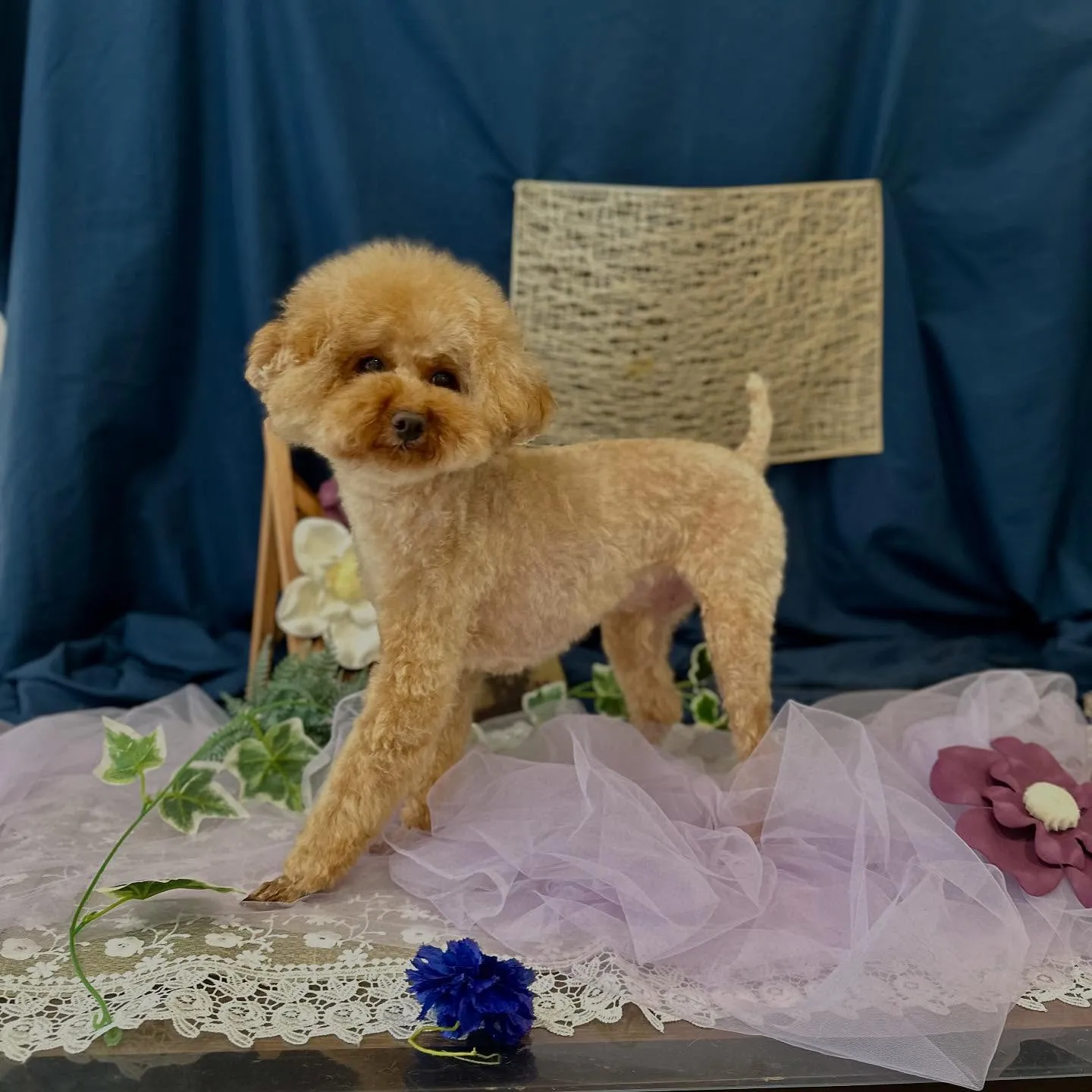 トリミングのセットメニューをご利用頂いたわんこさんたちです💖