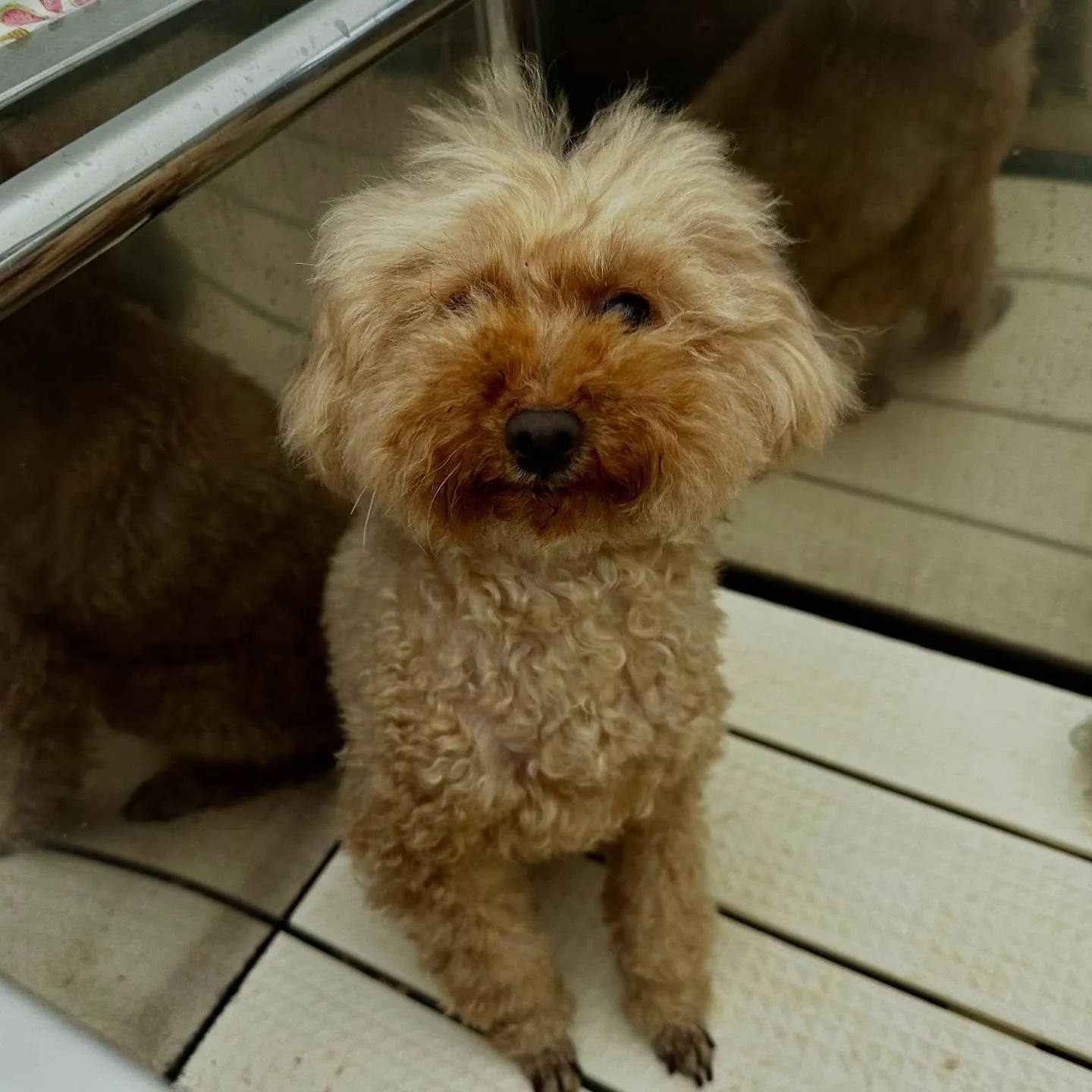 トリミングのセットメニューをご利用頂いたわんこさんたちです💖