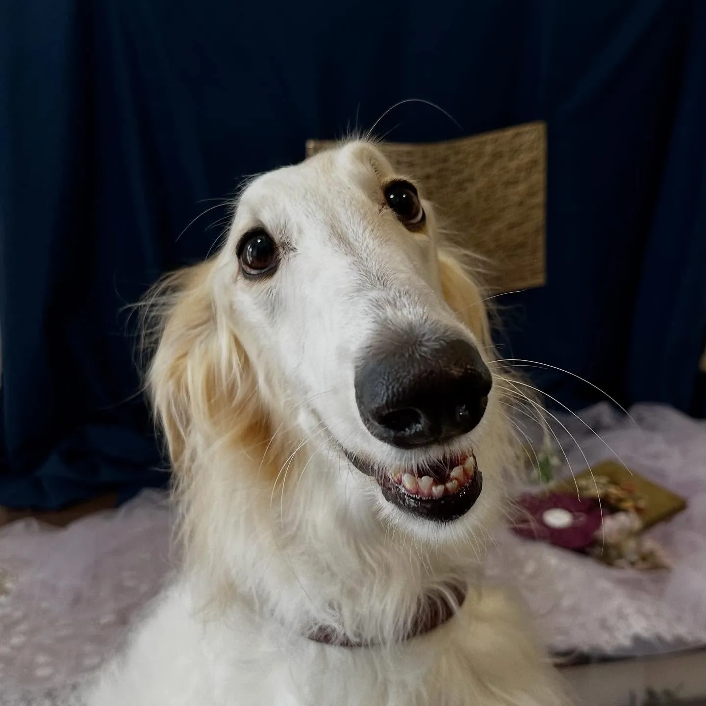 トリミングのセットメニューをご利用頂いたわんこさんたちです💖