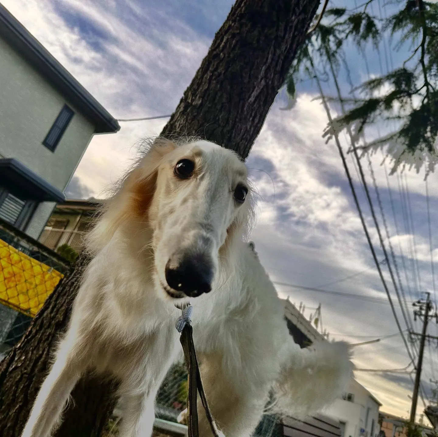 トリミングのセットメニューをご利用頂いたわんこさんたちです💖