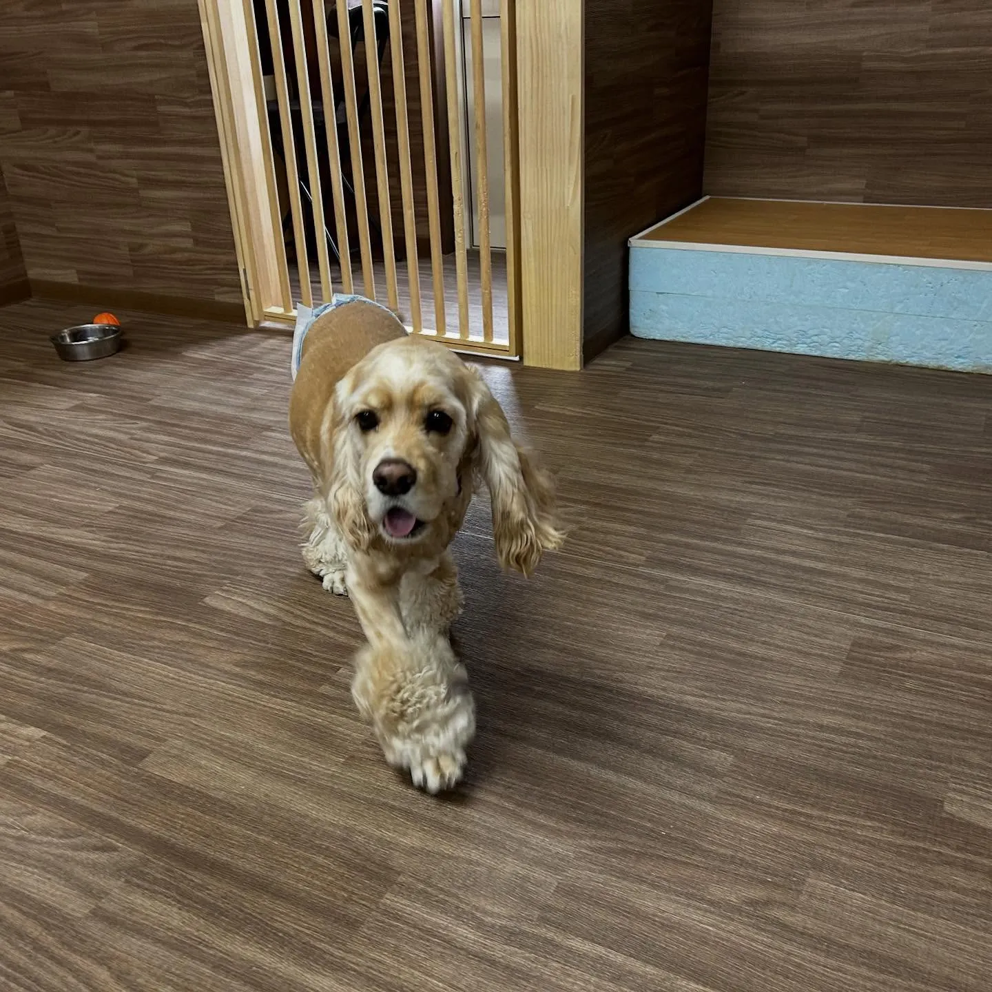 入会してくれたリアンくんです💖