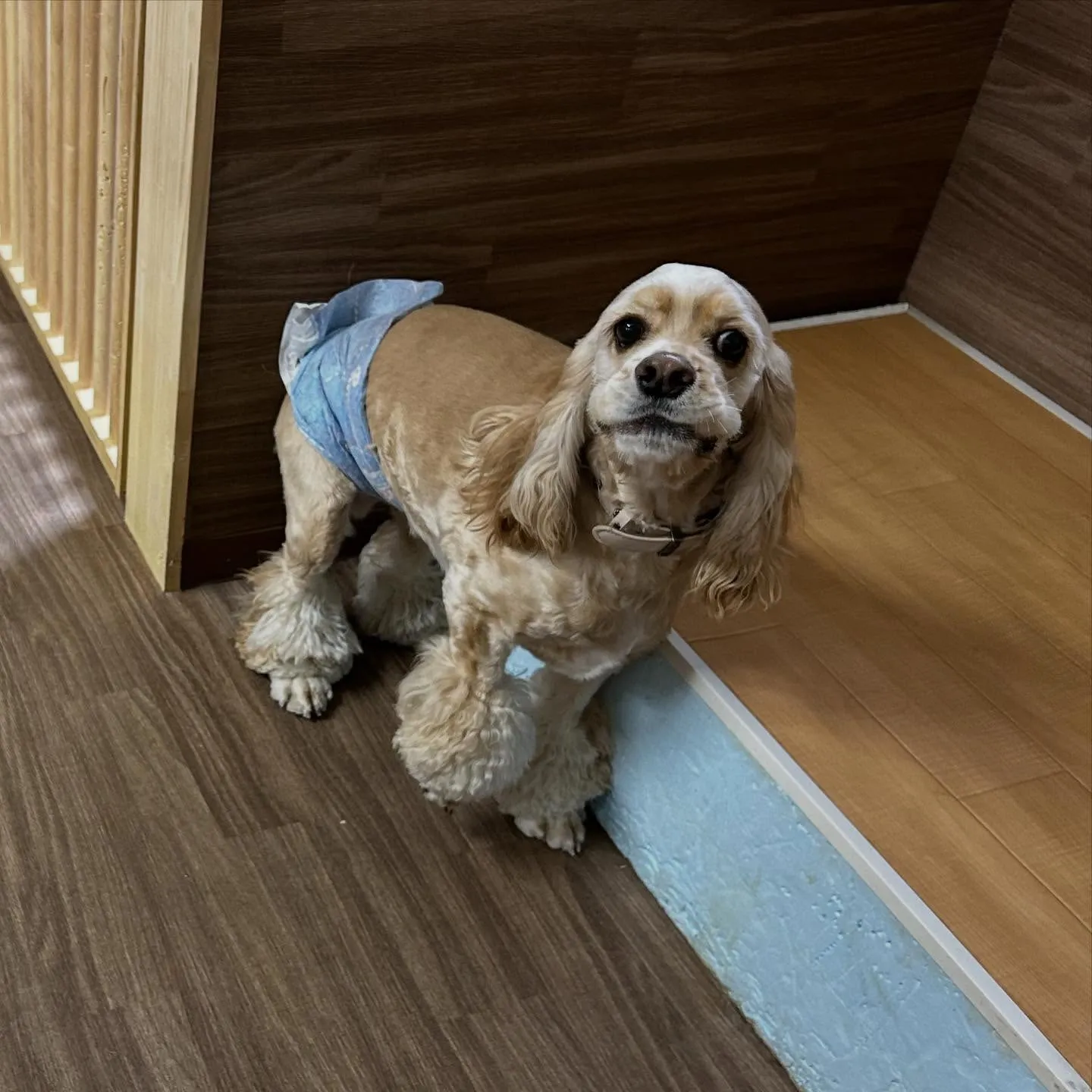 入会してくれたリアンくんです💖