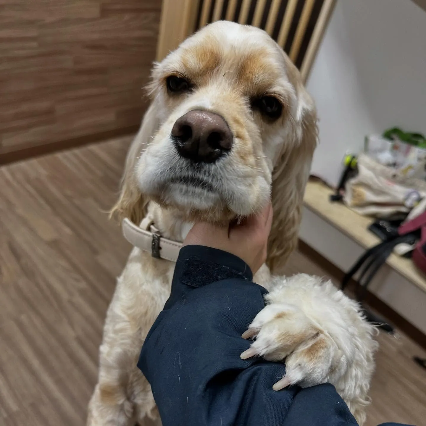 入会してくれたリアンくんです💖