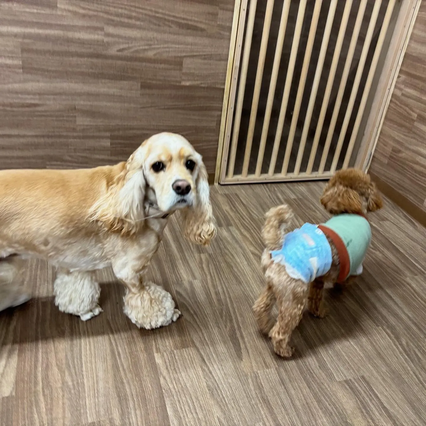 入会してくれたリアンくんです💖