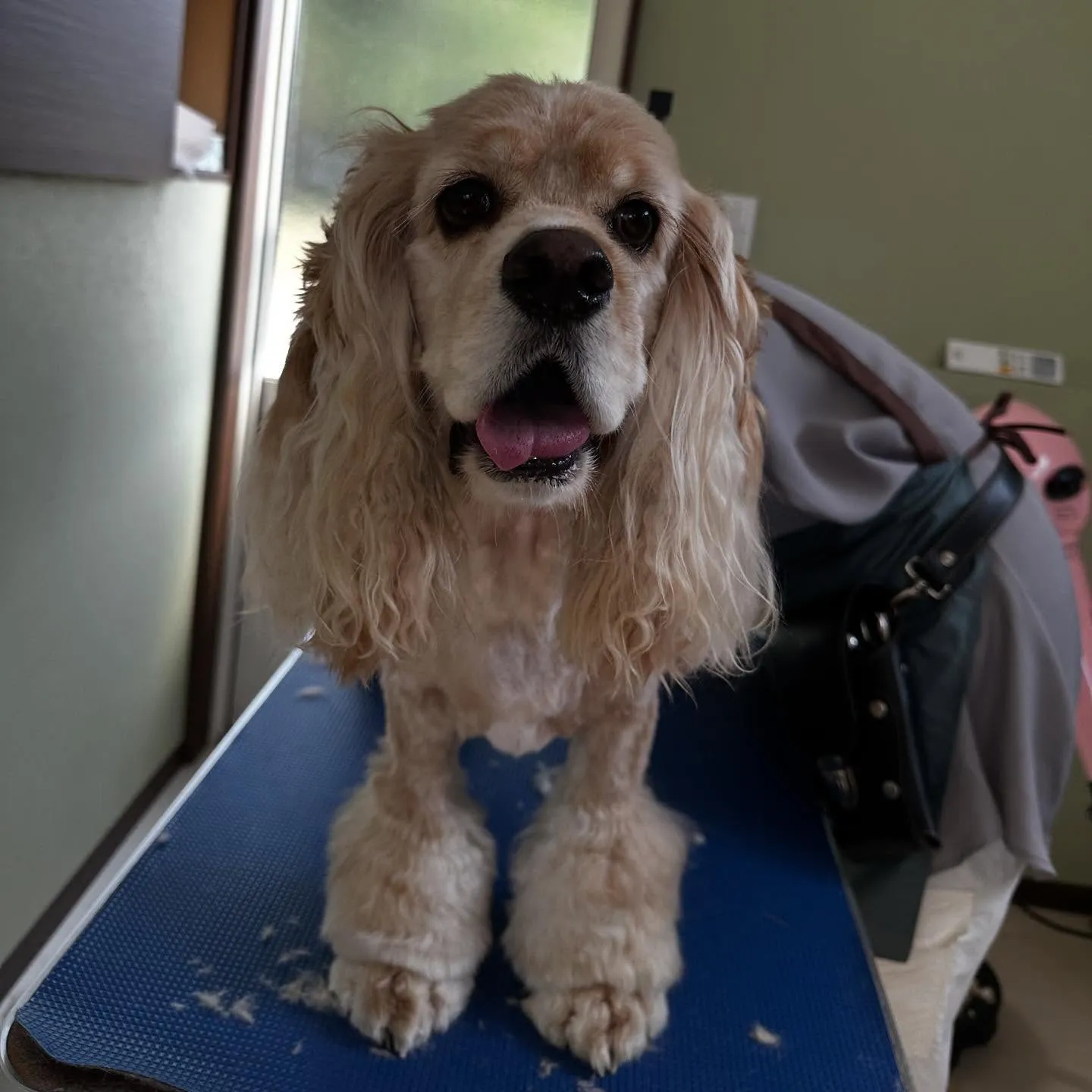 入会してくれたリアンくんです💖