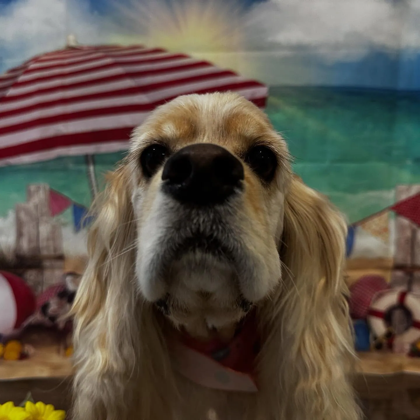 入会してくれたリアンくんです💖