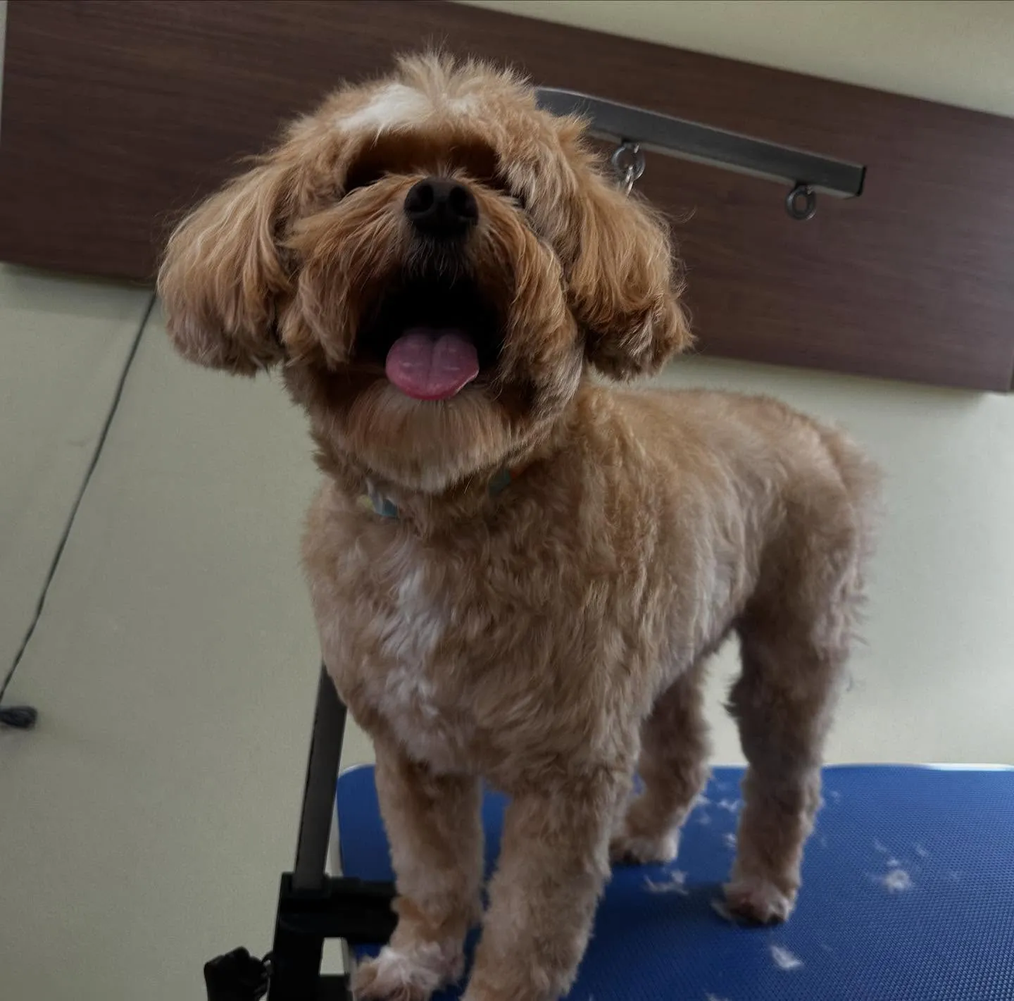 先月アップしきれなかったトリミングわんこたちです💖