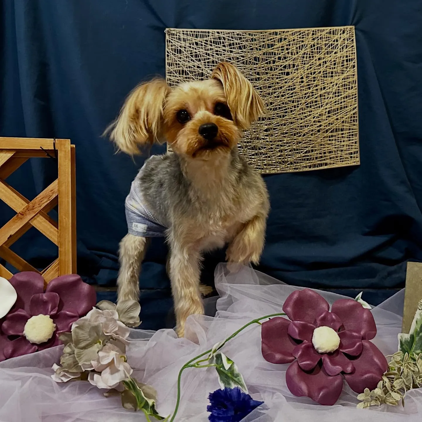 先月アップしきれなかったトリミングわんこたちです💖