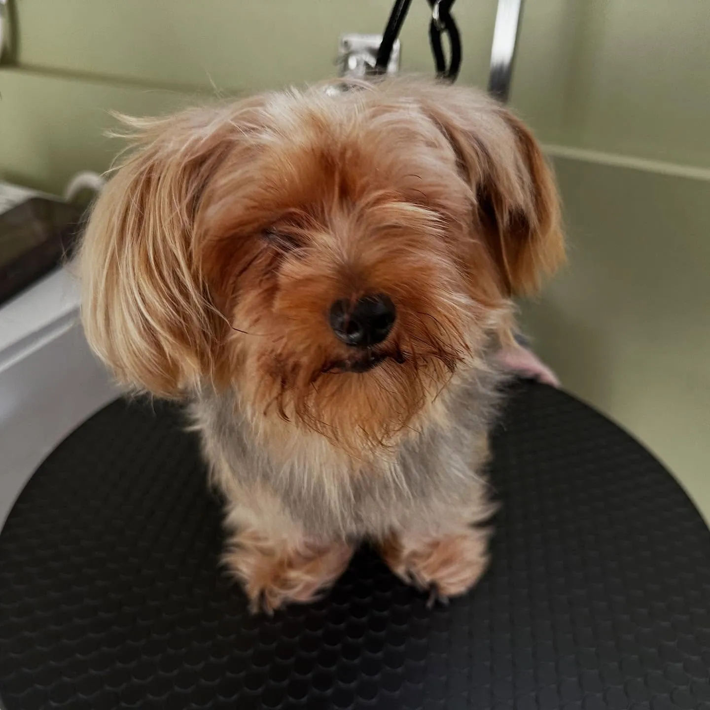 先月アップしきれなかったトリミングわんこたちです💖