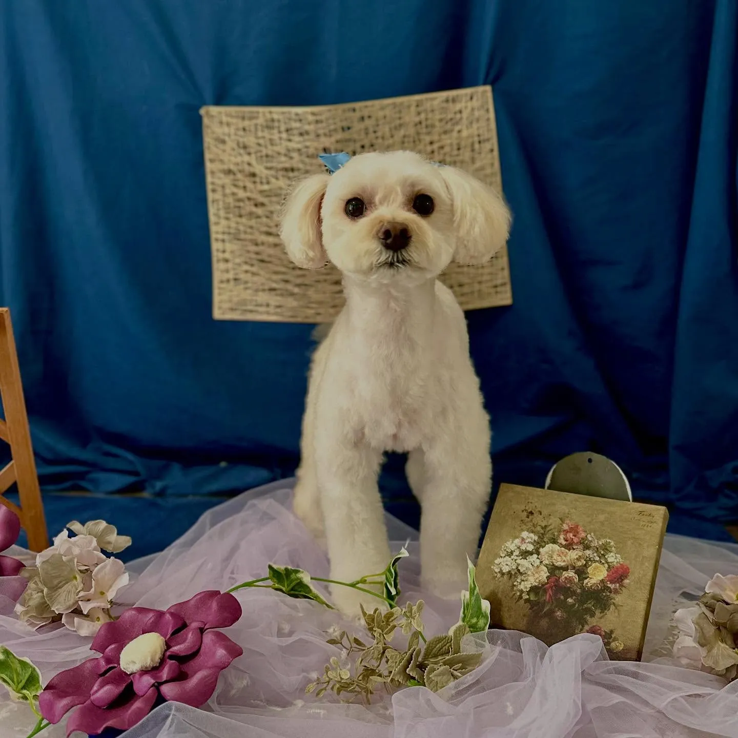 先月アップしきれなかったトリミングわんこたちです💖