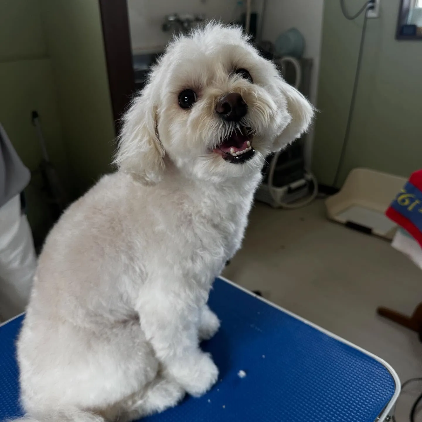 先月アップしきれなかったトリミングわんこたちです💖