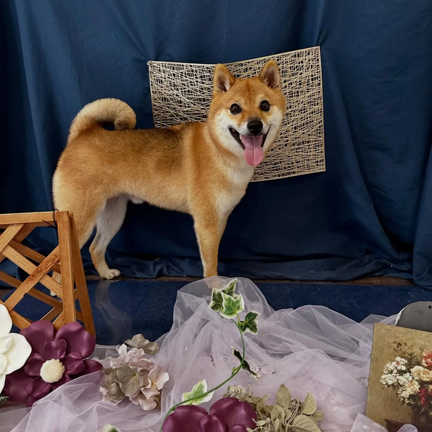 先月アップしきれなかったトリミングわんこたちです💖