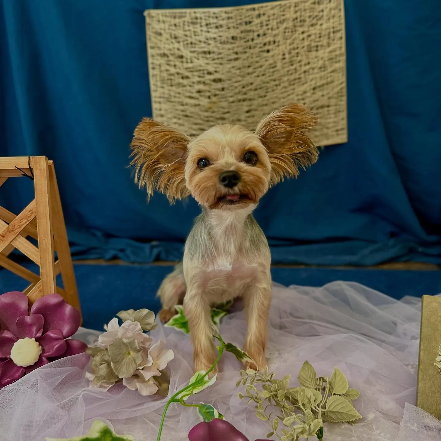 先月アップしきれなかったトリミングわんこたちです💖