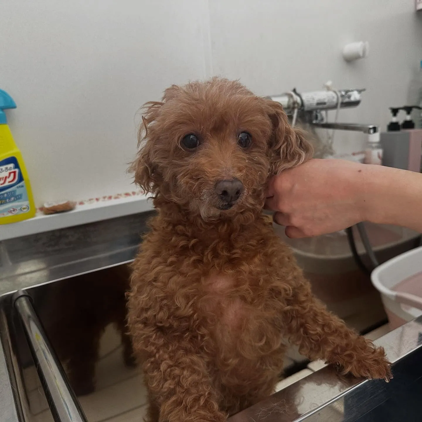 先月アップしきれなかったトリミングわんこたちです🐾