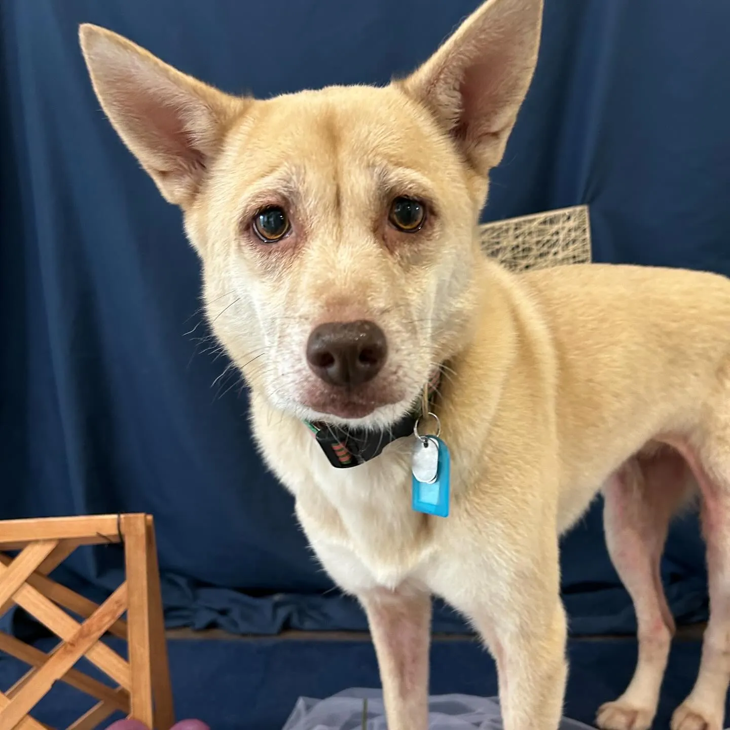 先月アップしきれなかったトリミングわんこたちです🐾