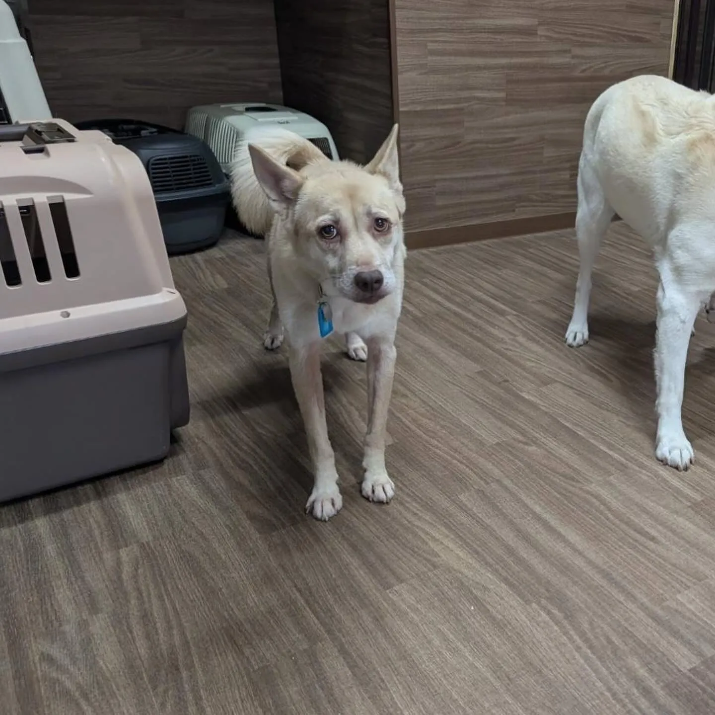 先月アップしきれなかったトリミングわんこたちです🐾