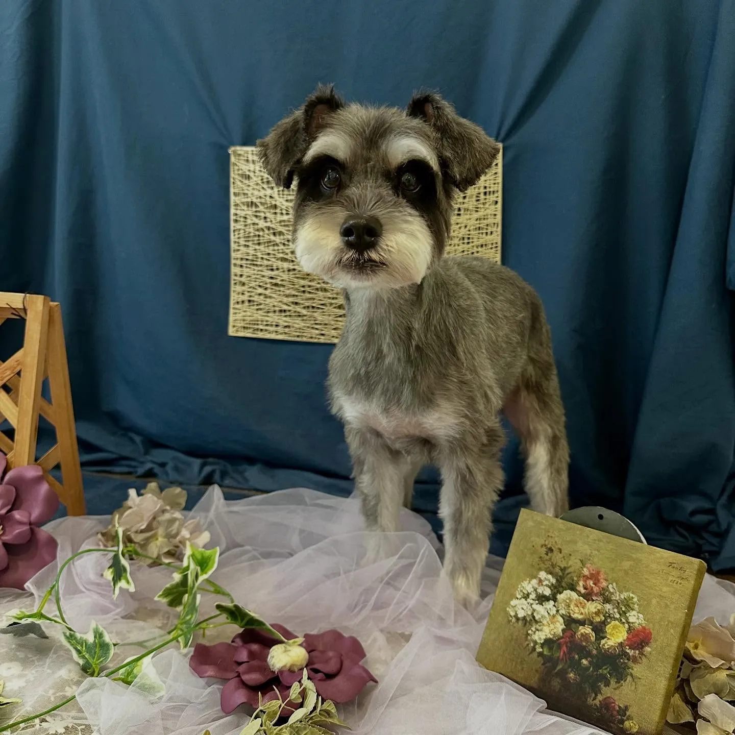 先月アップしきれなかったトリミングわんこたちです🐾