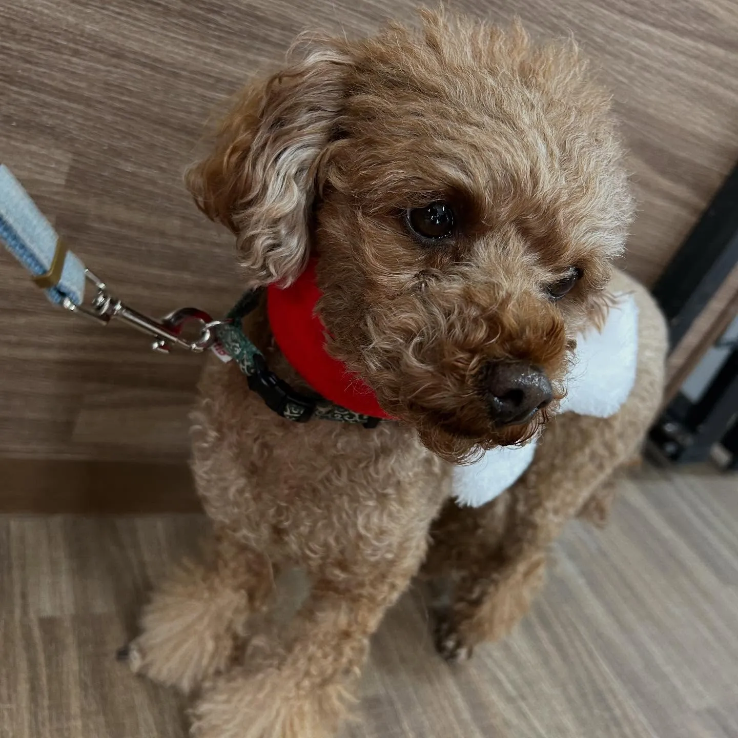 先月アップしきれなかったトリミングわんこたちです🐾