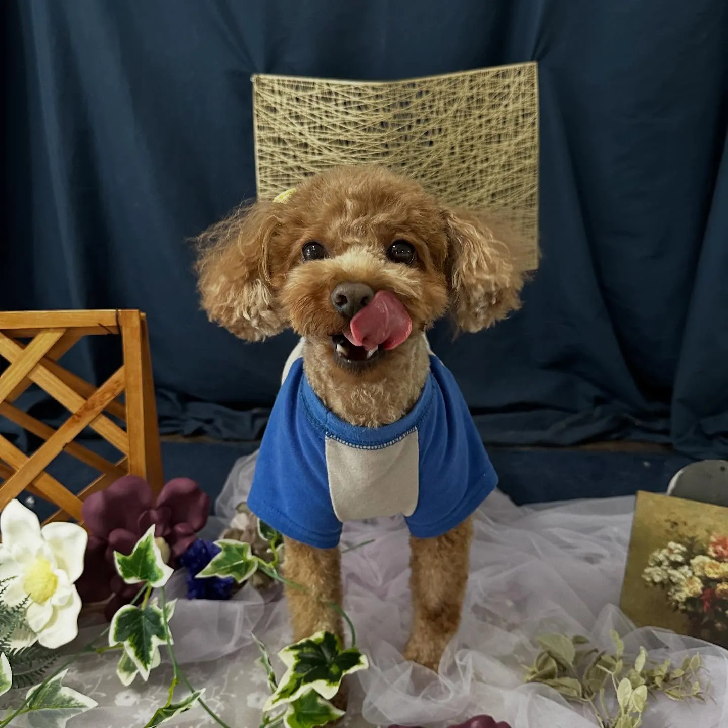 先月アップしきれなかったトリミングわんこたちです🐾