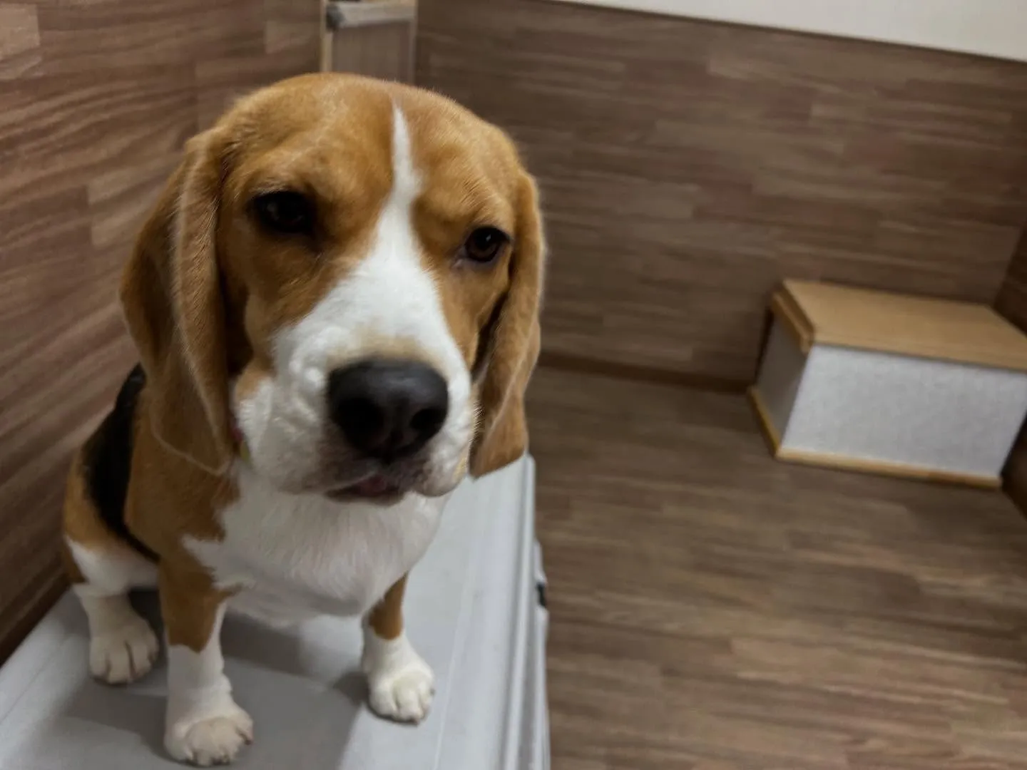 🎵10月のおすすめ商品🎵