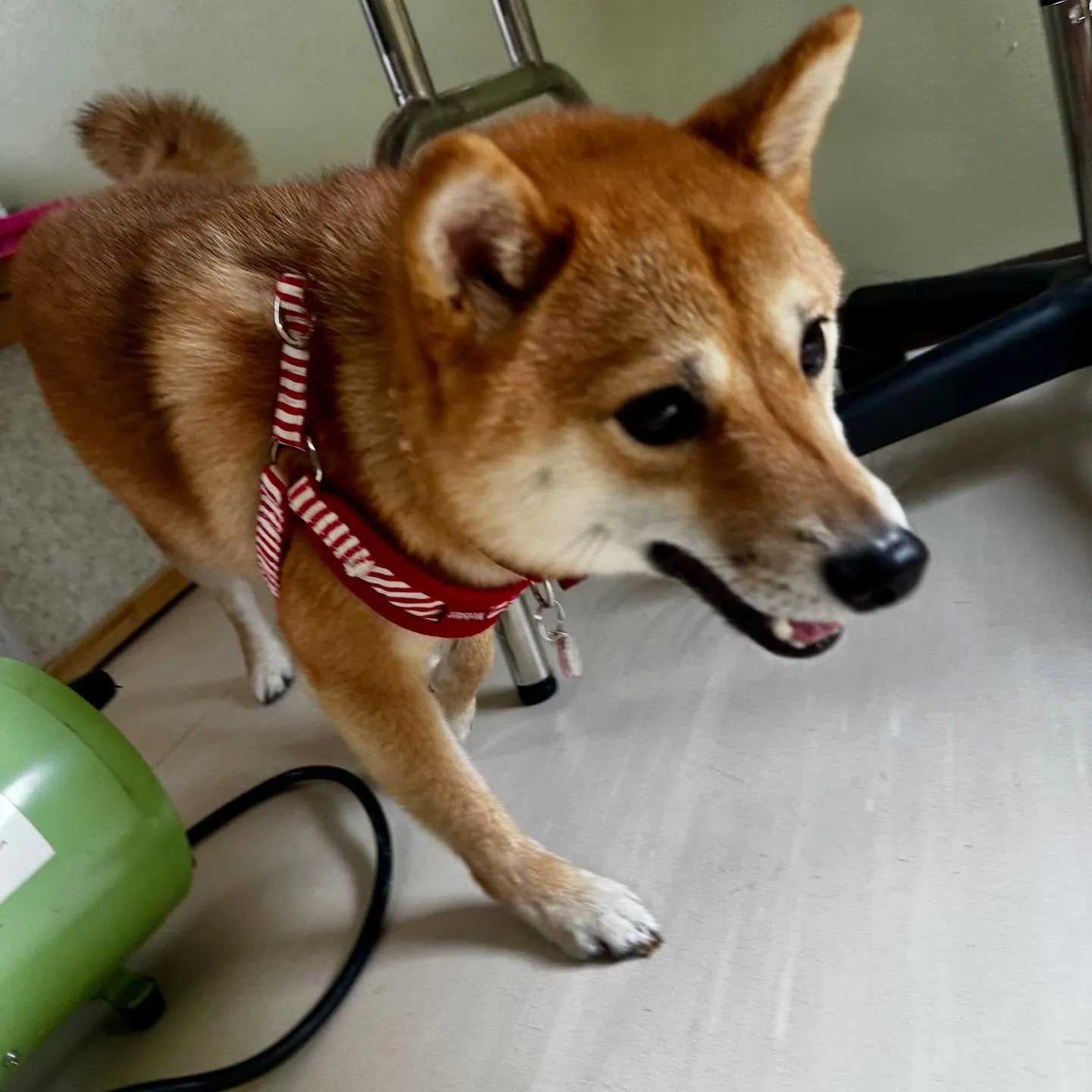 先月アップしきれなかったトリミングわんこたちです🎶