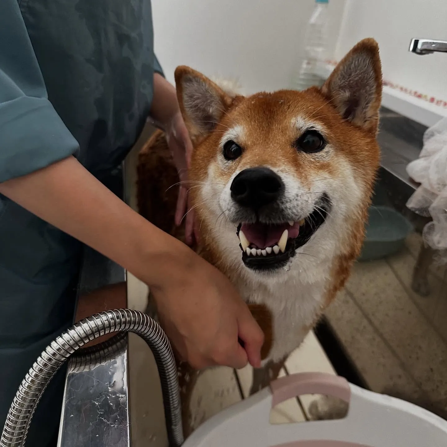 先月アップしきれなかったトリミングわんこたちです🎶