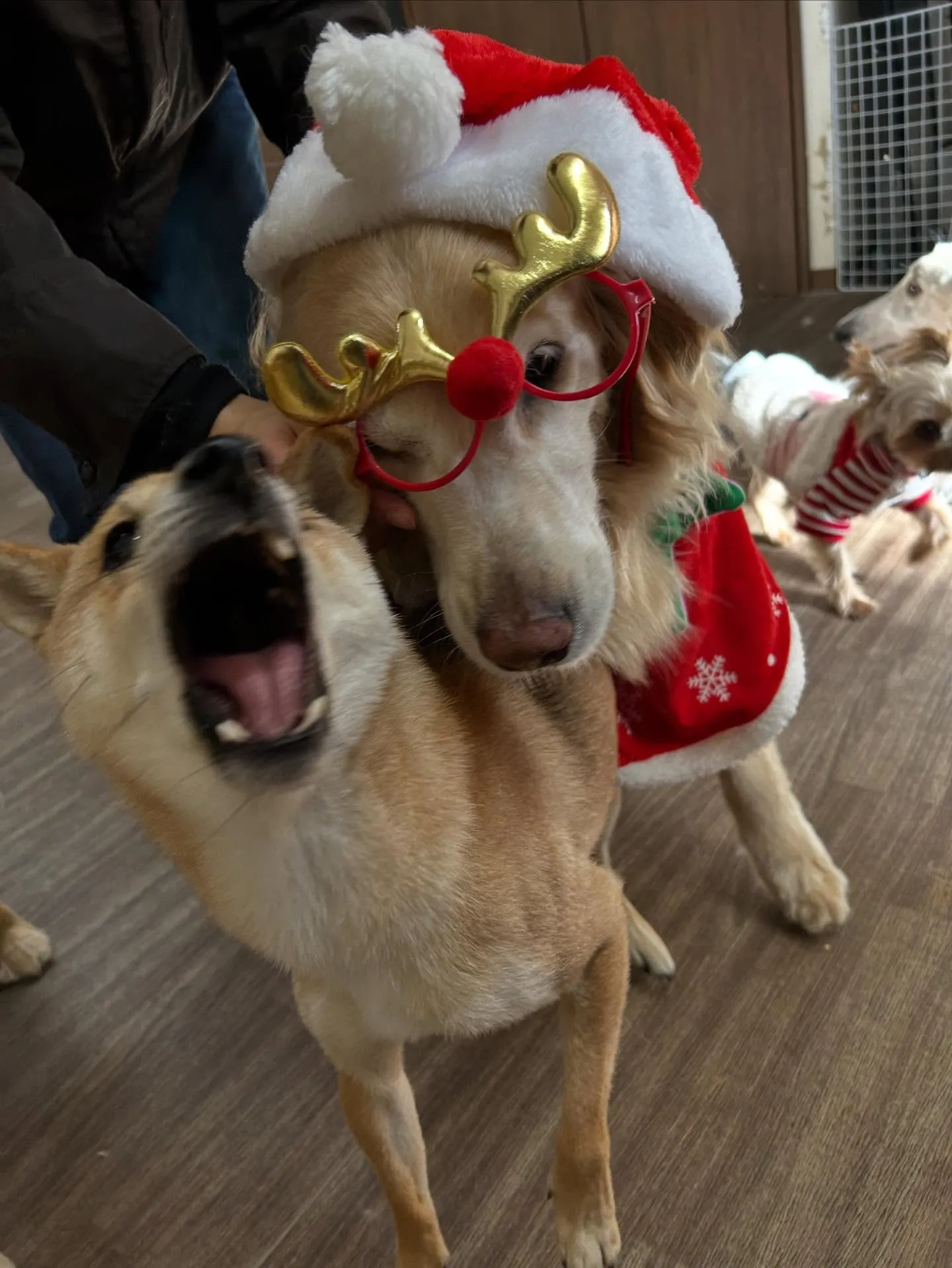 12月の営業カレンダーです🎅