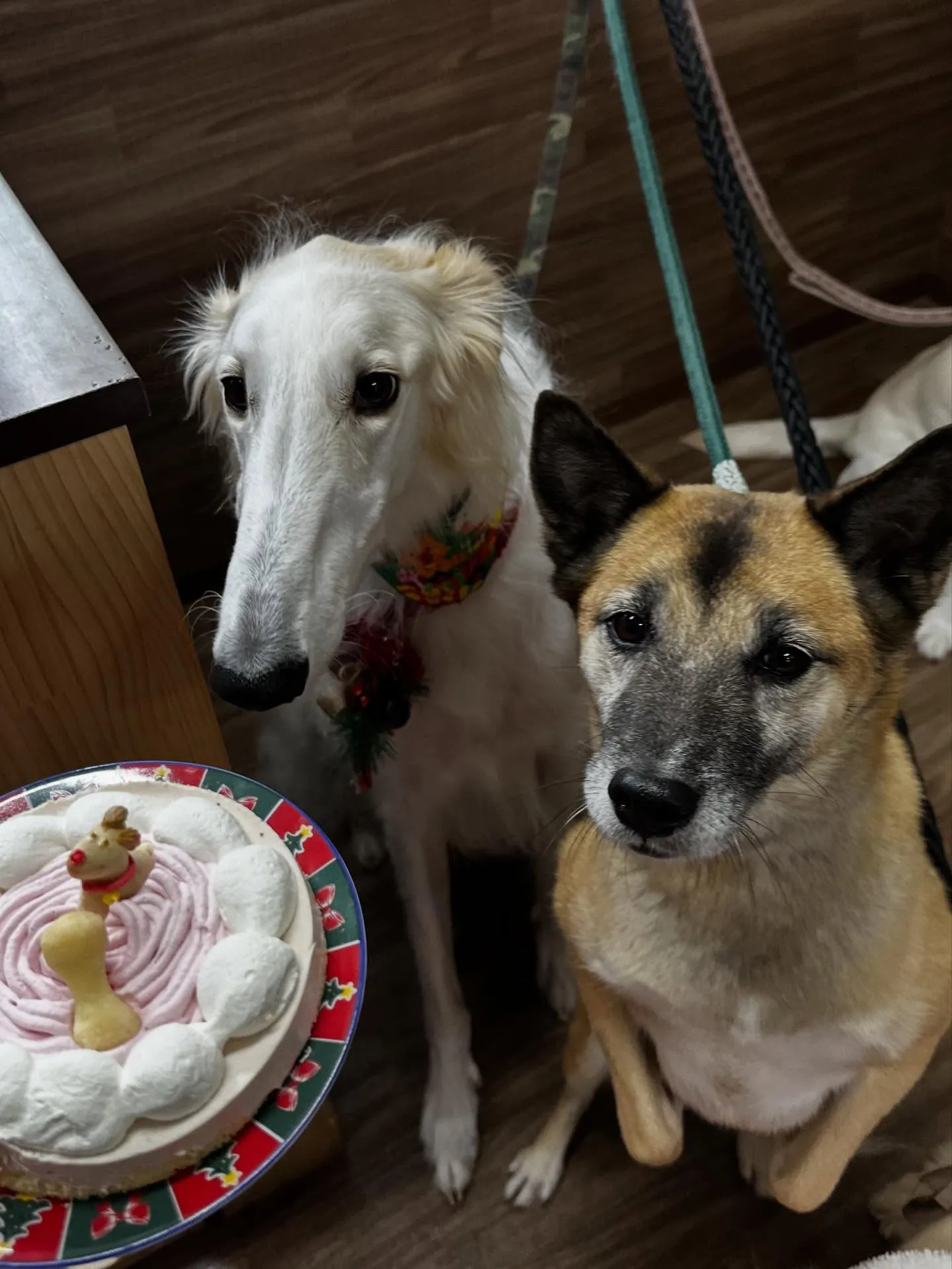 12月の営業カレンダーです🎅