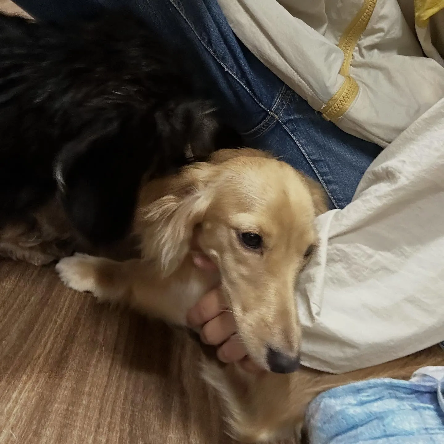 先月アップしきれなかったトリミングわんこたちです💖