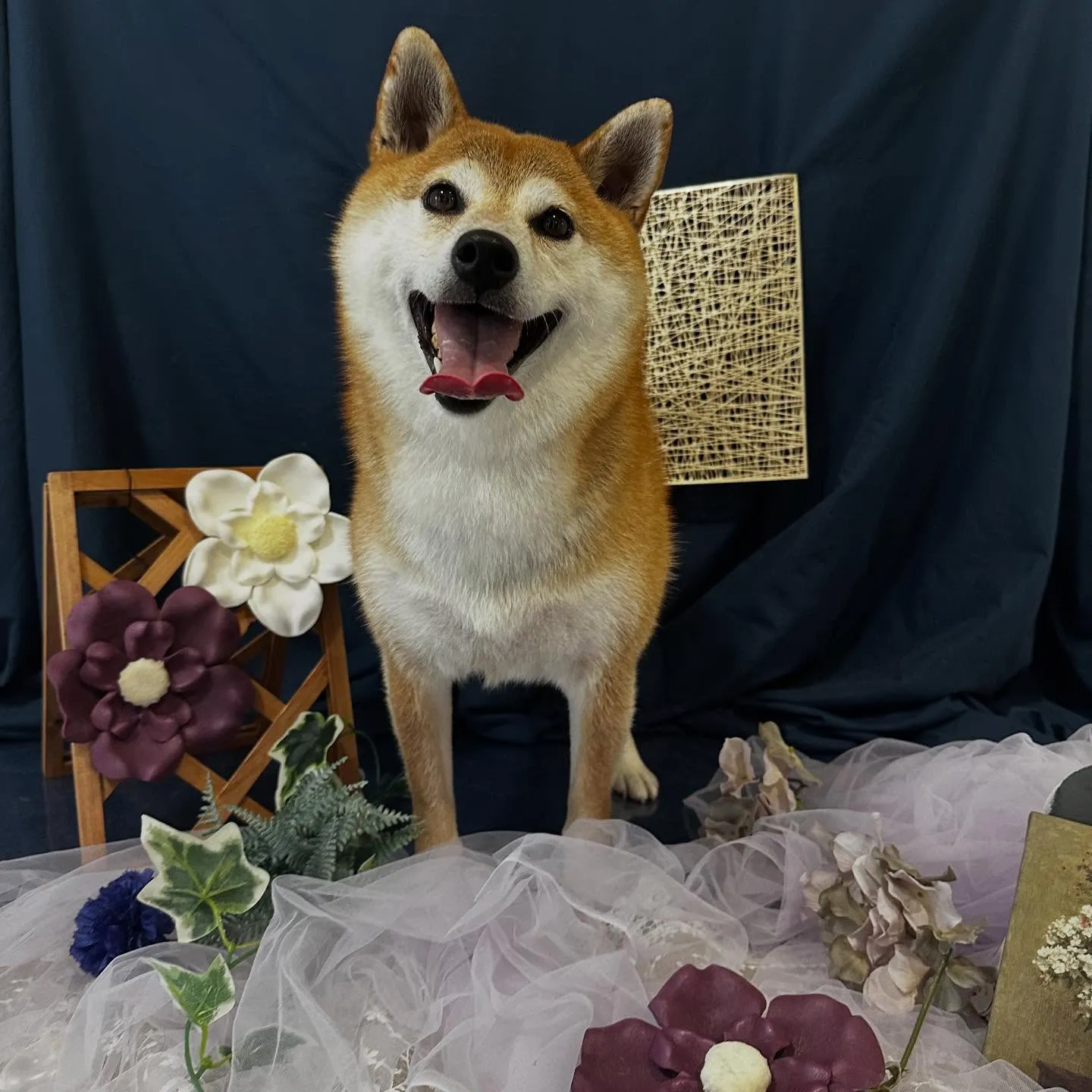 先月アップしきれなかったトリミングわんこたちです💖