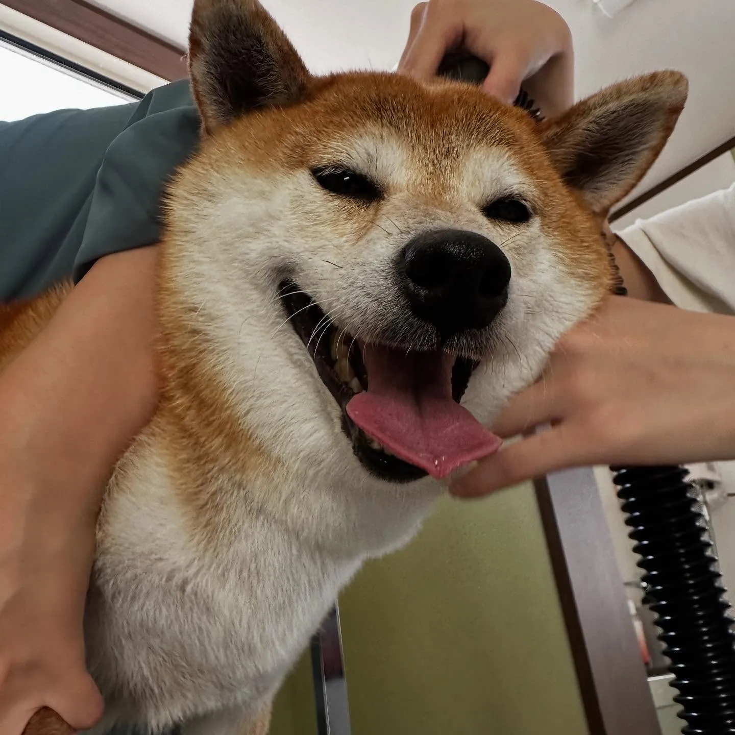 先月アップしきれなかったトリミングわんこたちです💖