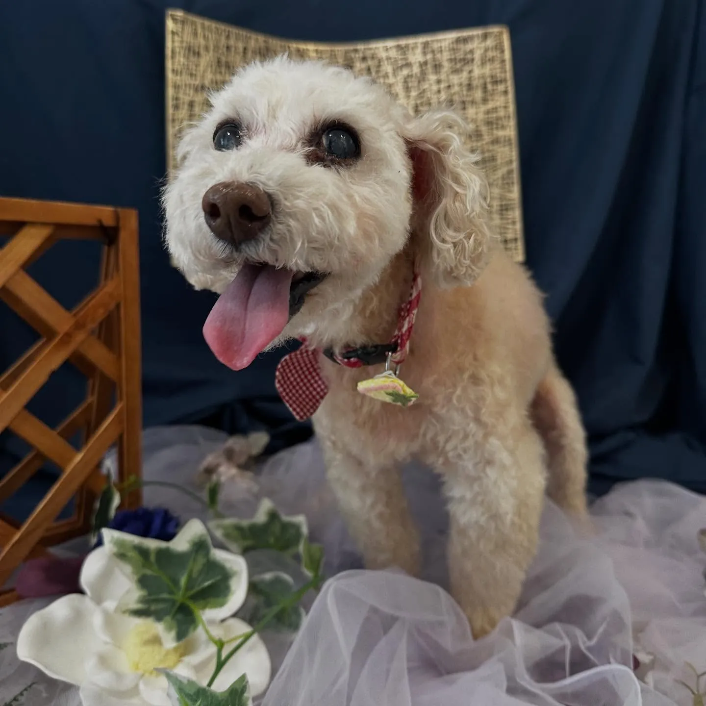 先月アップしきれなかったトリミングわんこたちです💖