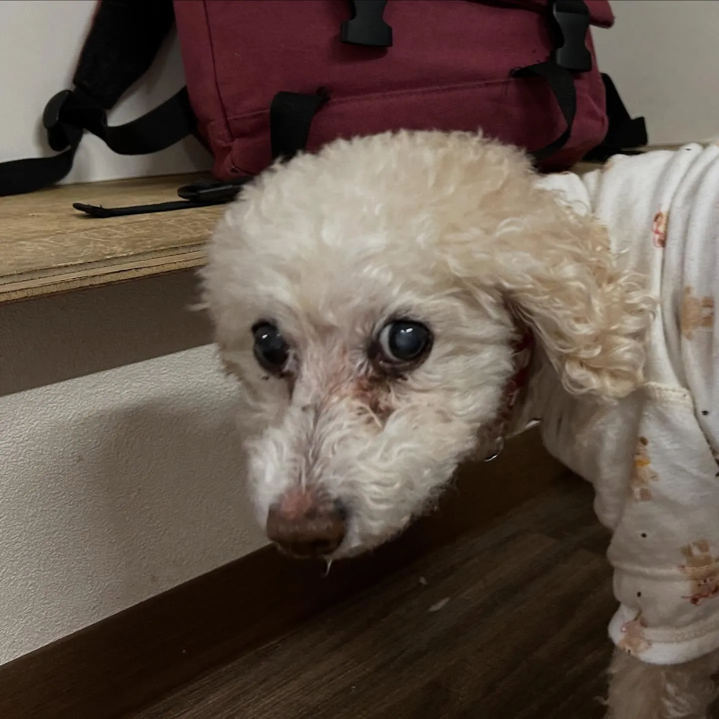 先月アップしきれなかったトリミングわんこたちです💖