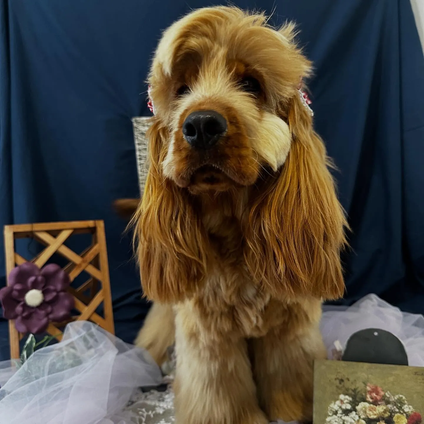 先月アップしきれなかったトリミングわんこたちです💖