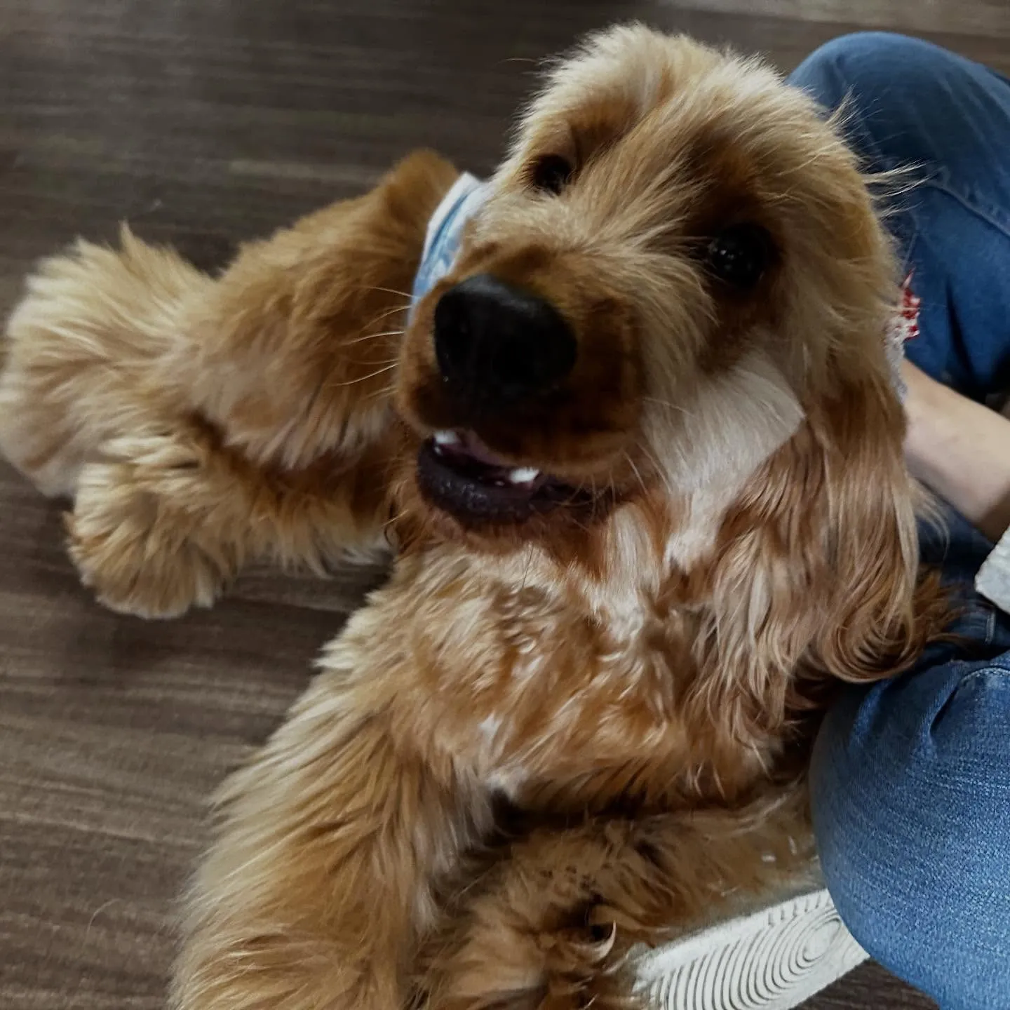 先月アップしきれなかったトリミングわんこたちです💖