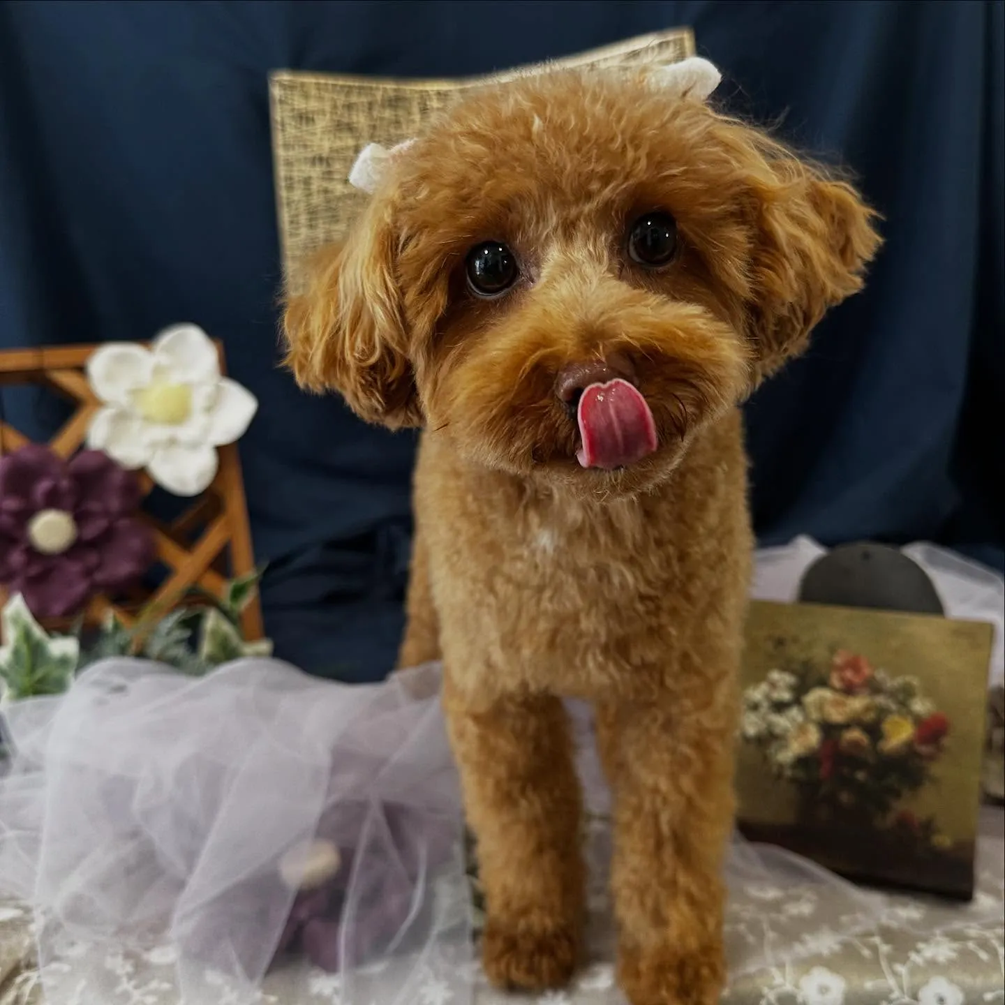 先月アップしきれなかったトリミングわんこたちです💖