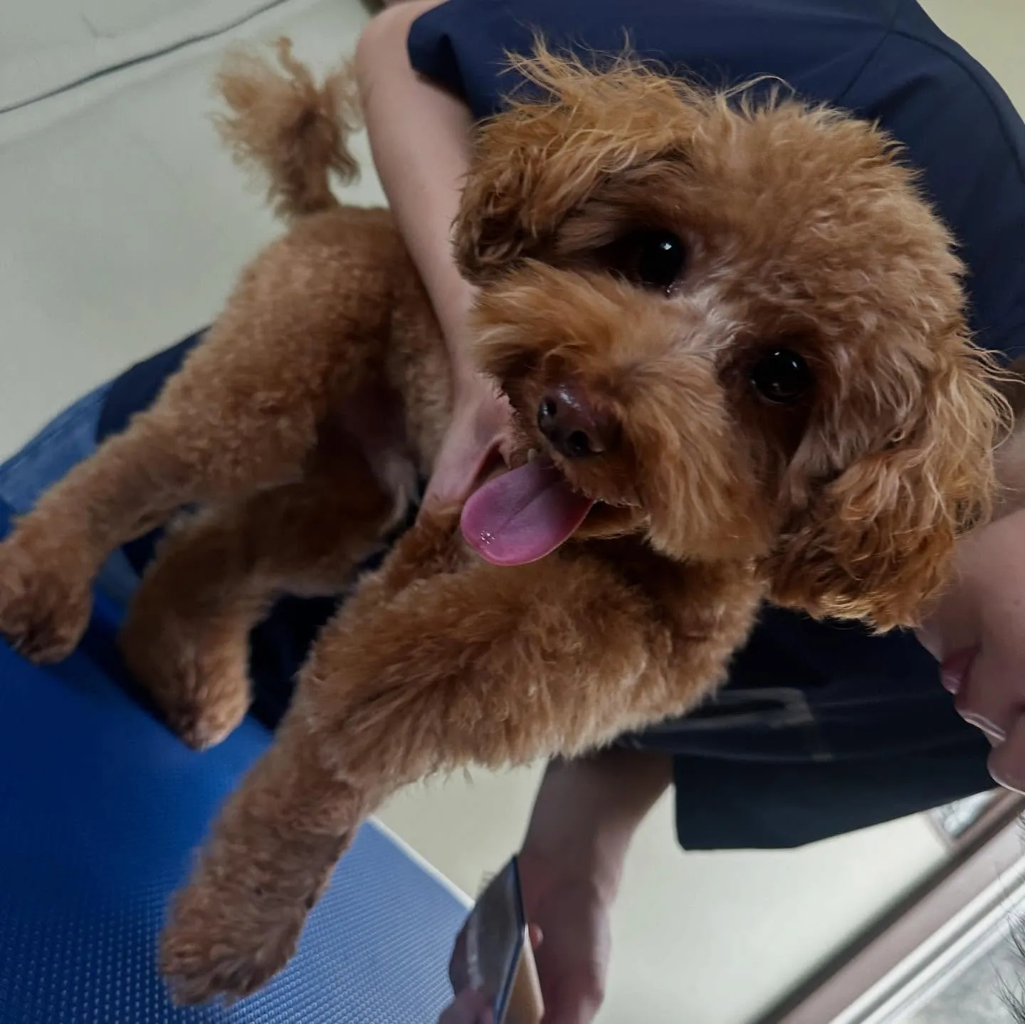 先月アップしきれなかったトリミングわんこたちです💖