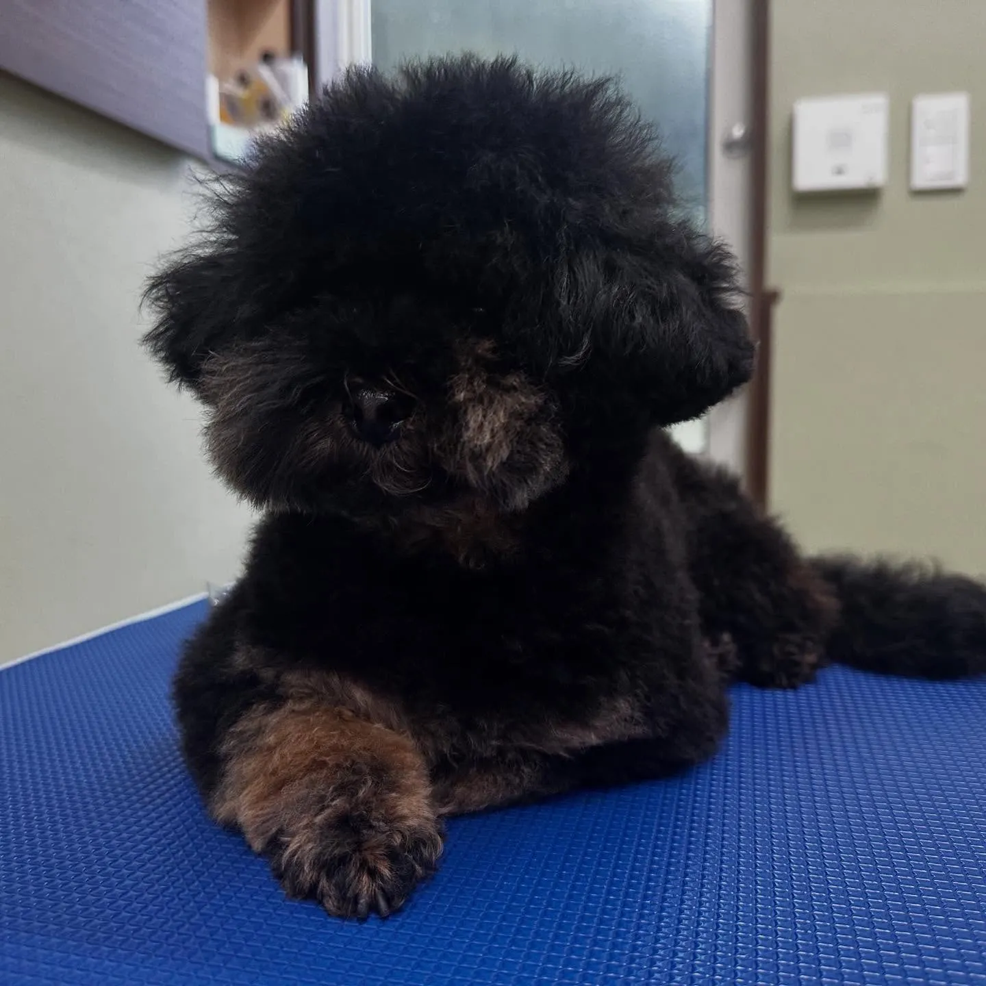 先月アップできなかったトリミングわんこたちラスト投稿です🤗