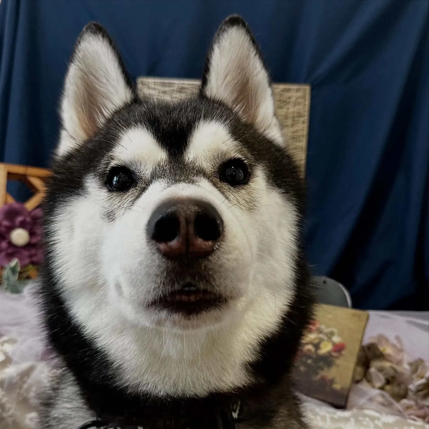 先月アップできなかったトリミングわんこたちラスト投稿です🤗