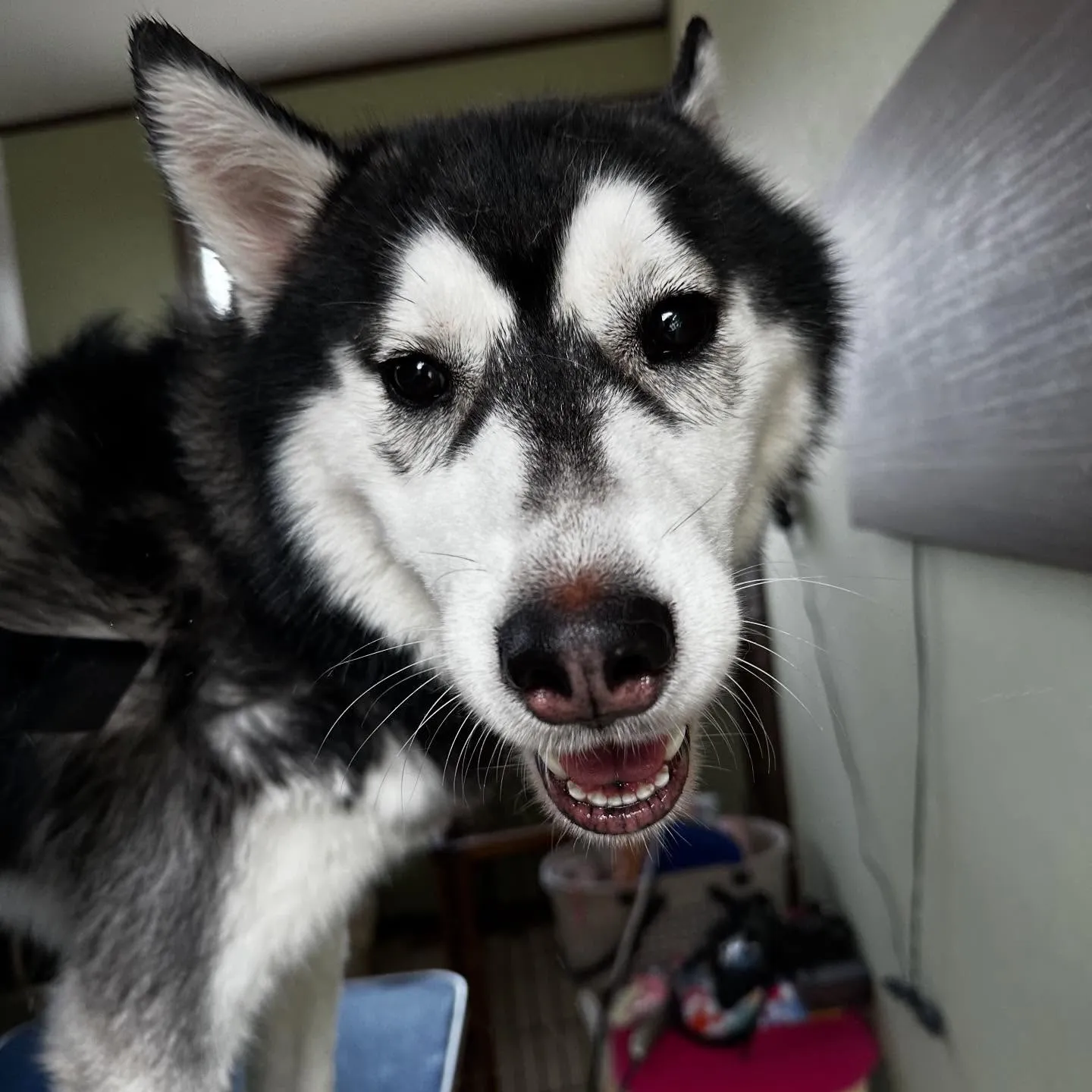 先月アップできなかったトリミングわんこたちラスト投稿です🤗