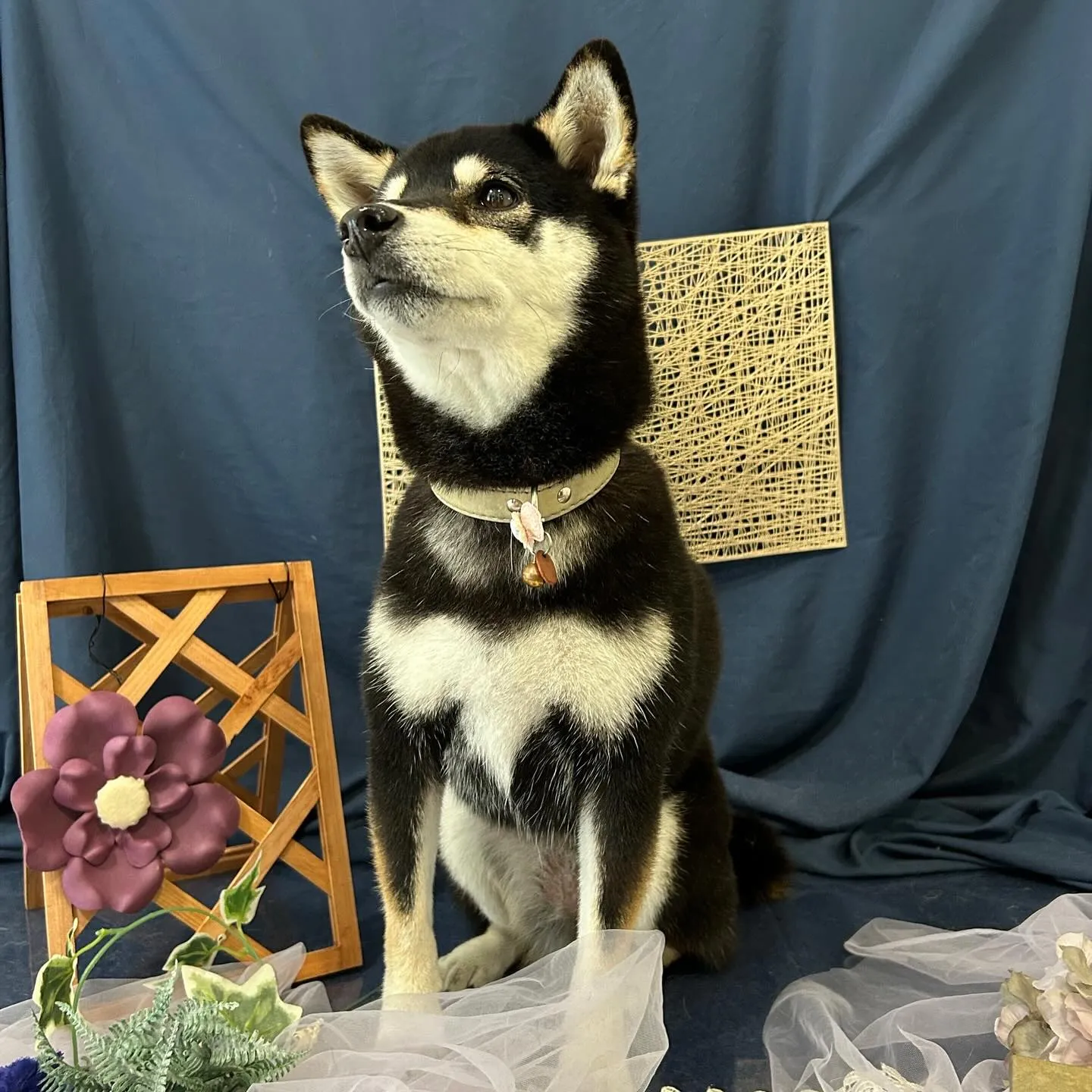 先月アップできなかったトリミングわんこたちラスト投稿です🤗