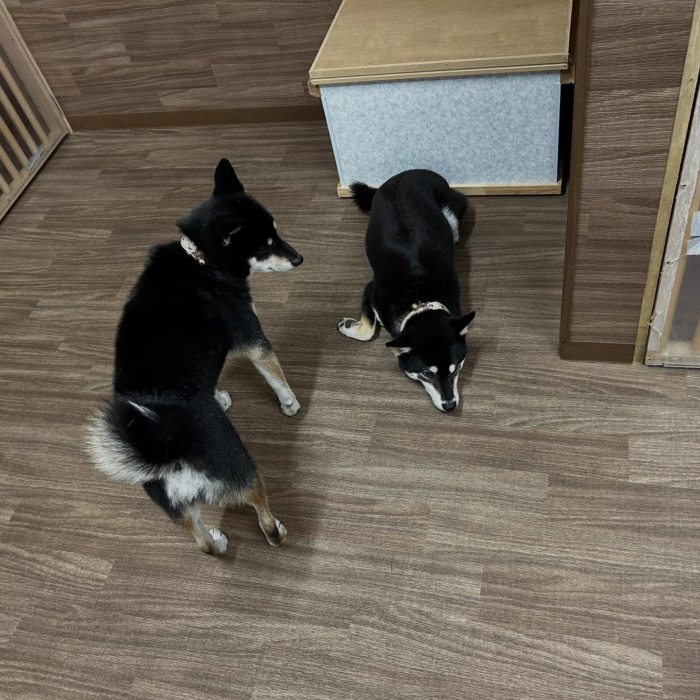 先月アップできなかったトリミングわんこたちラスト投稿です🤗