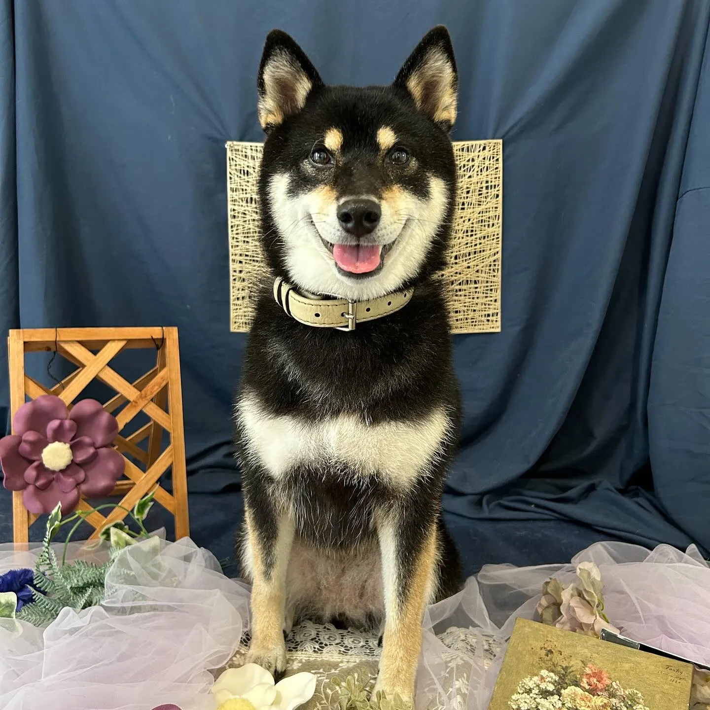 先月アップできなかったトリミングわんこたちラスト投稿です🤗