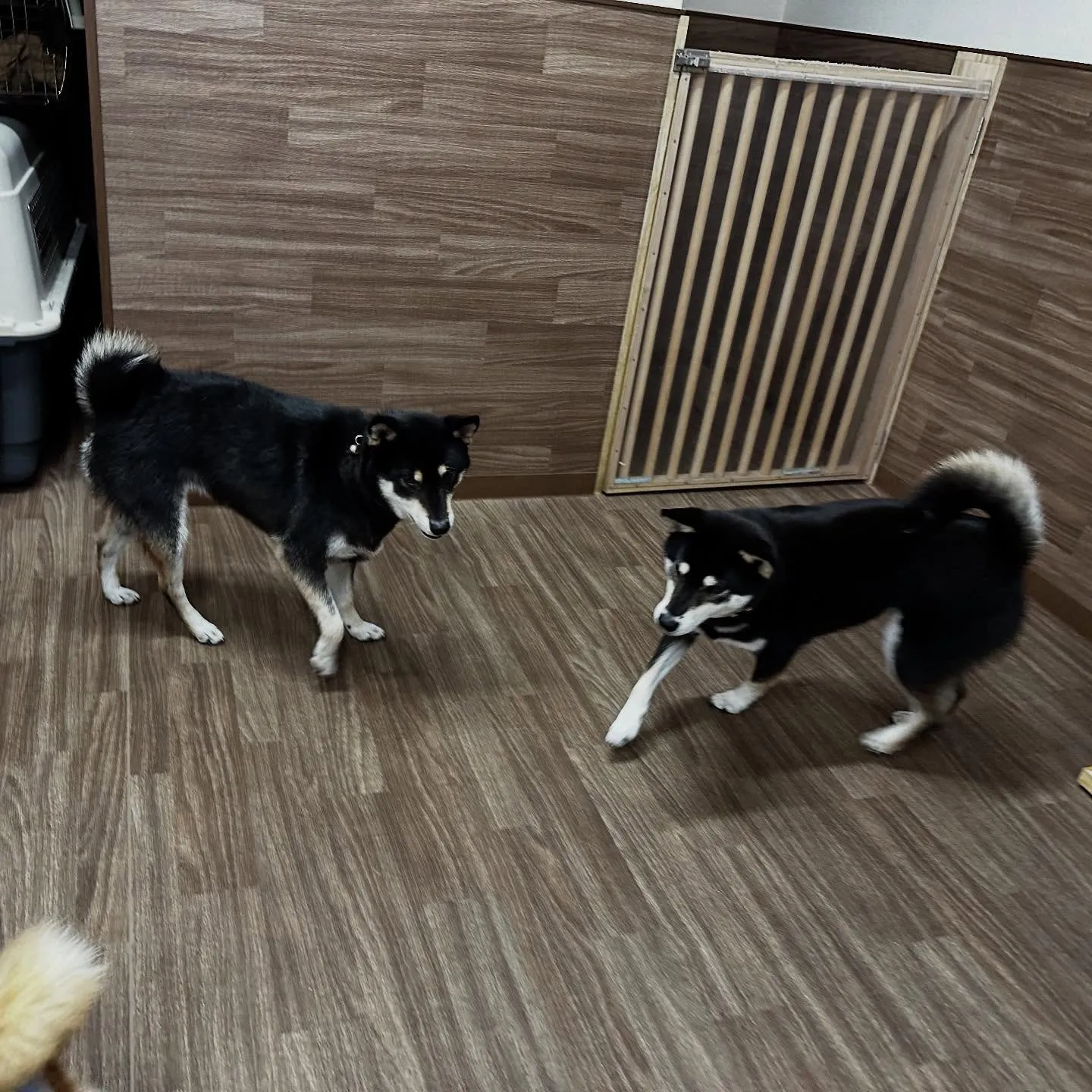 先月アップできなかったトリミングわんこたちラスト投稿です🤗