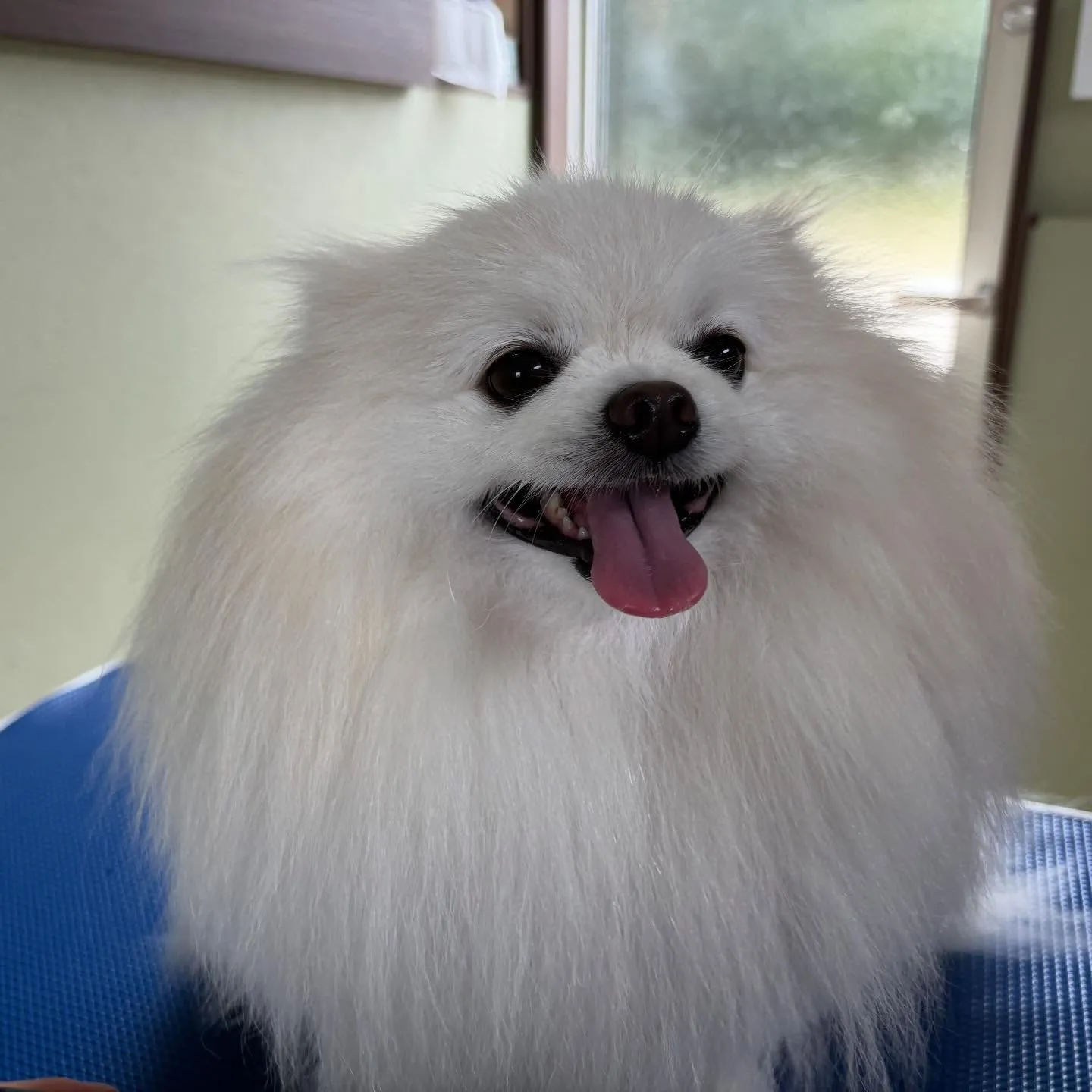 先月アップできなかったトリミングわんこたちラスト投稿です🤗