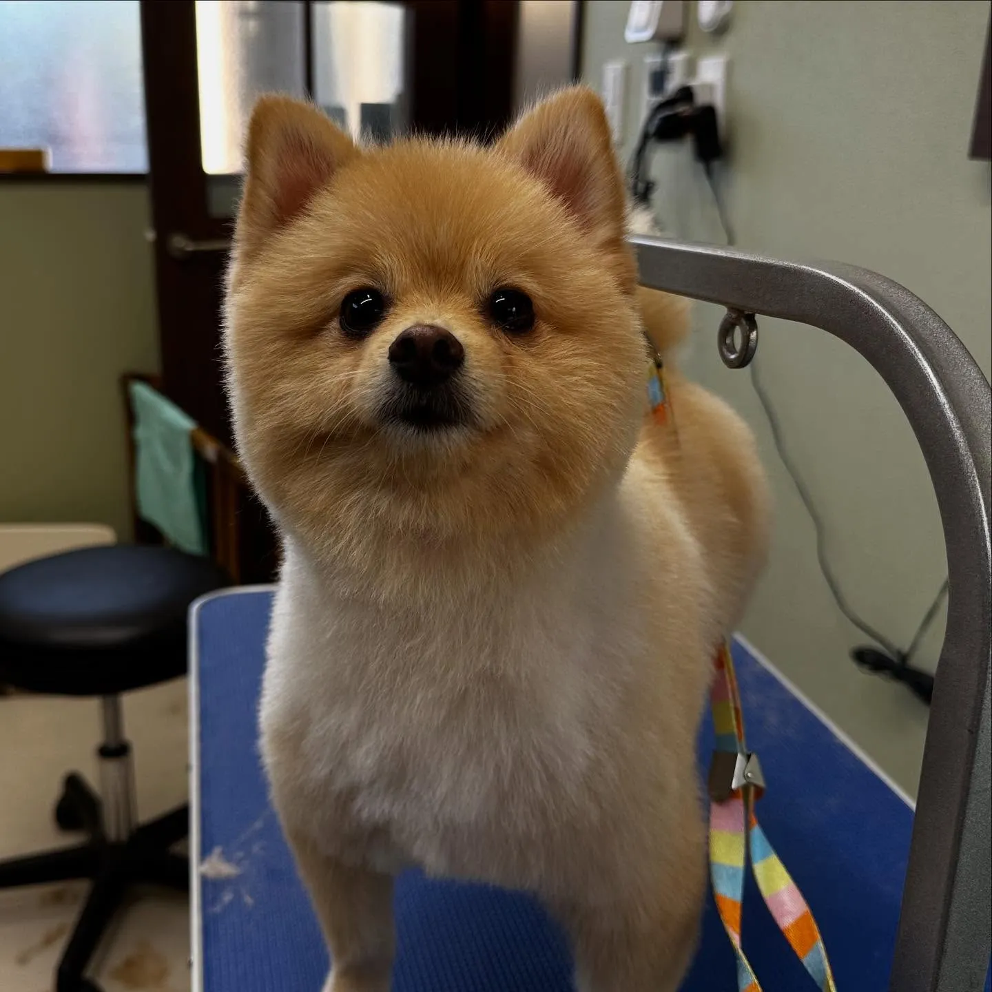 先月アップできなかったトリミングわんこたちラスト投稿です🤗