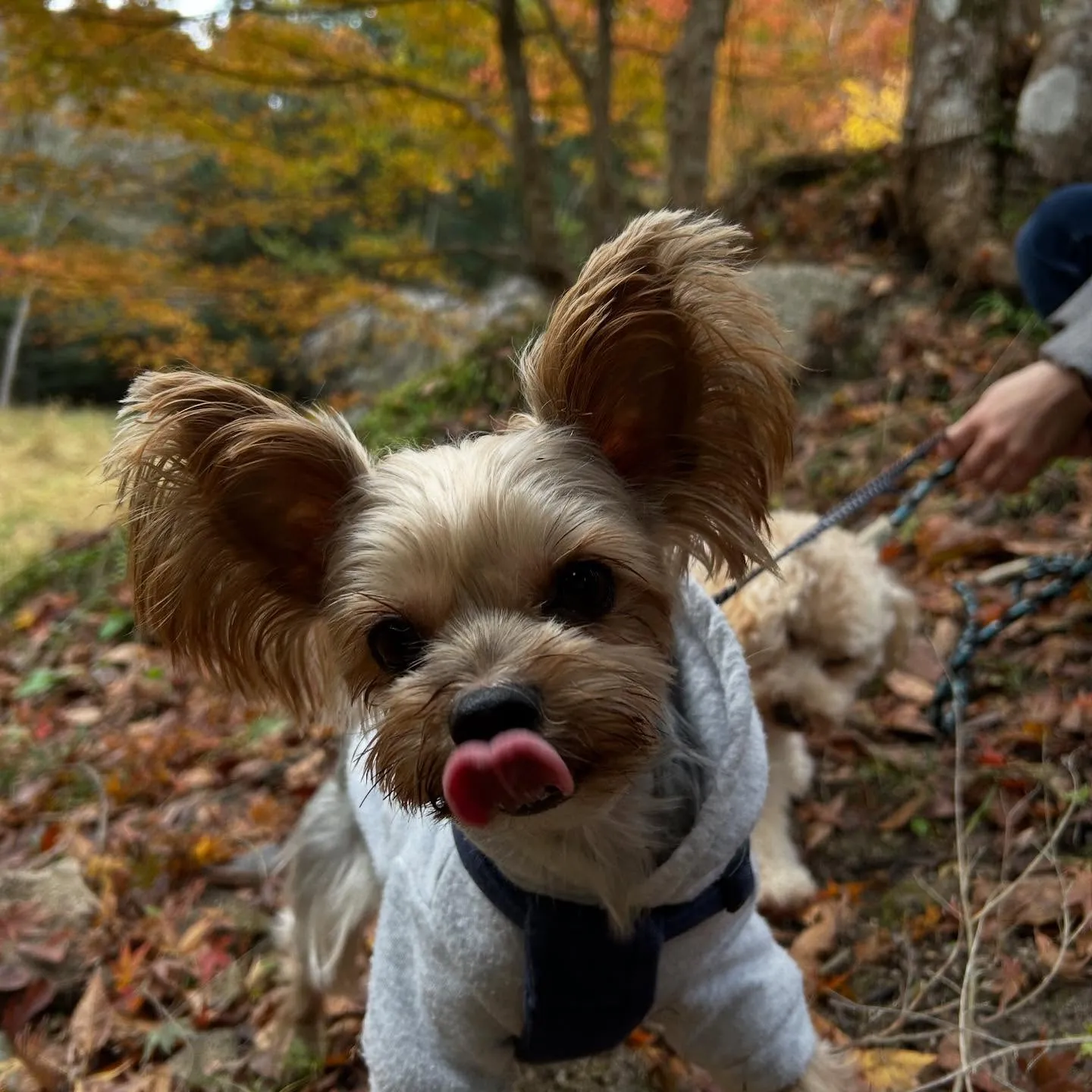 【秋の遠足イベント ご予約受付開始のお知らせ】