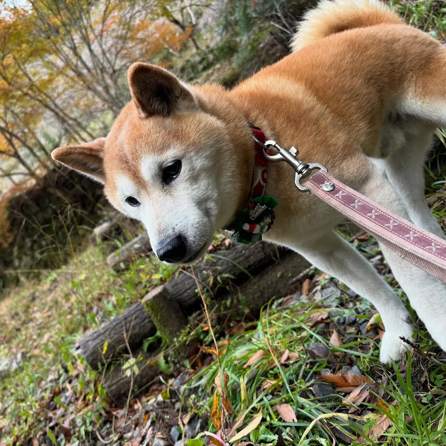 【秋の遠足イベント ご予約受付開始のお知らせ】
